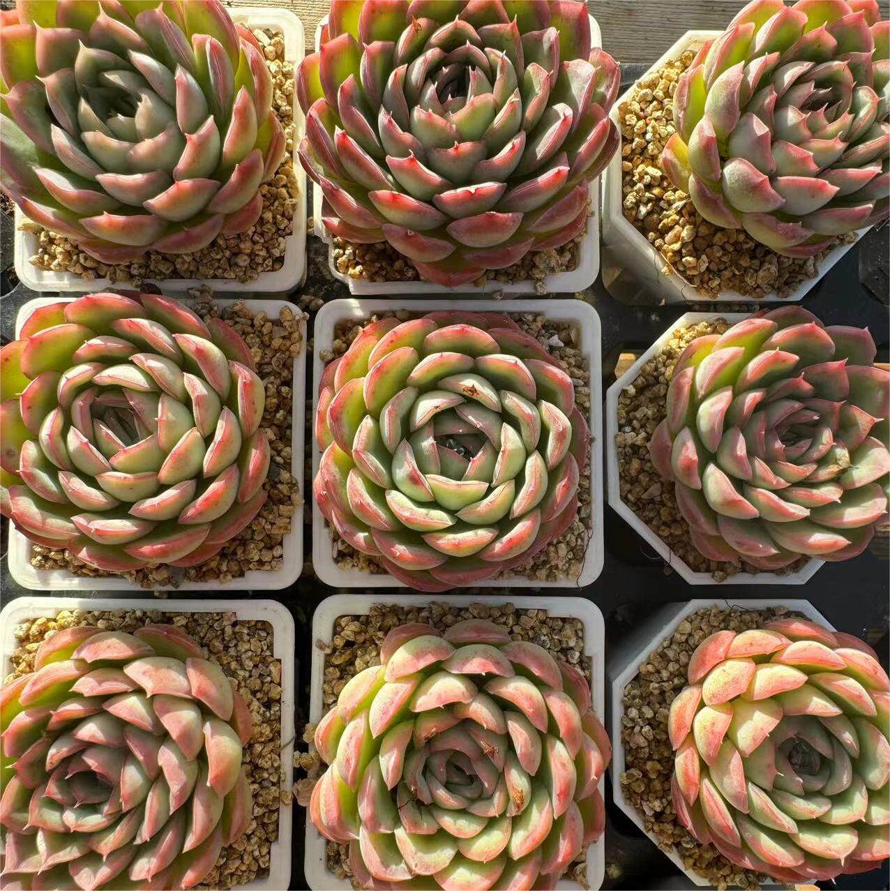 222-草莓冰  云南大理基地多肉植物1颗包邮偏远地区除外