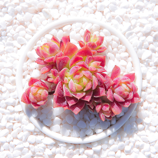 红蔓莲 多肉植物组合盆栽老桩多头群生室内花卉绿植多肉