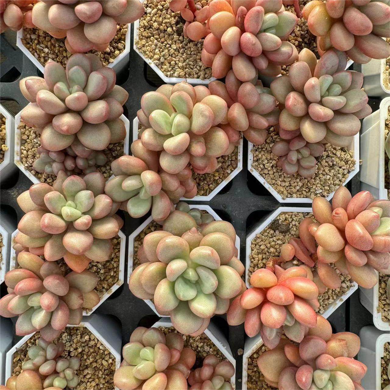 154-先锋派  云南大理基地多肉植物1颗包邮偏远地区除外