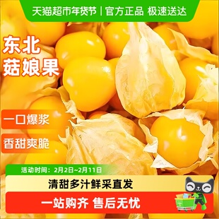 寻天果蔬云南姑娘果特大应季灯笼果水果新鲜现货甜菇娘果当季整箱