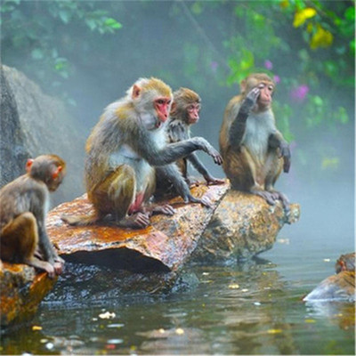 南湾猴岛门票+缆车