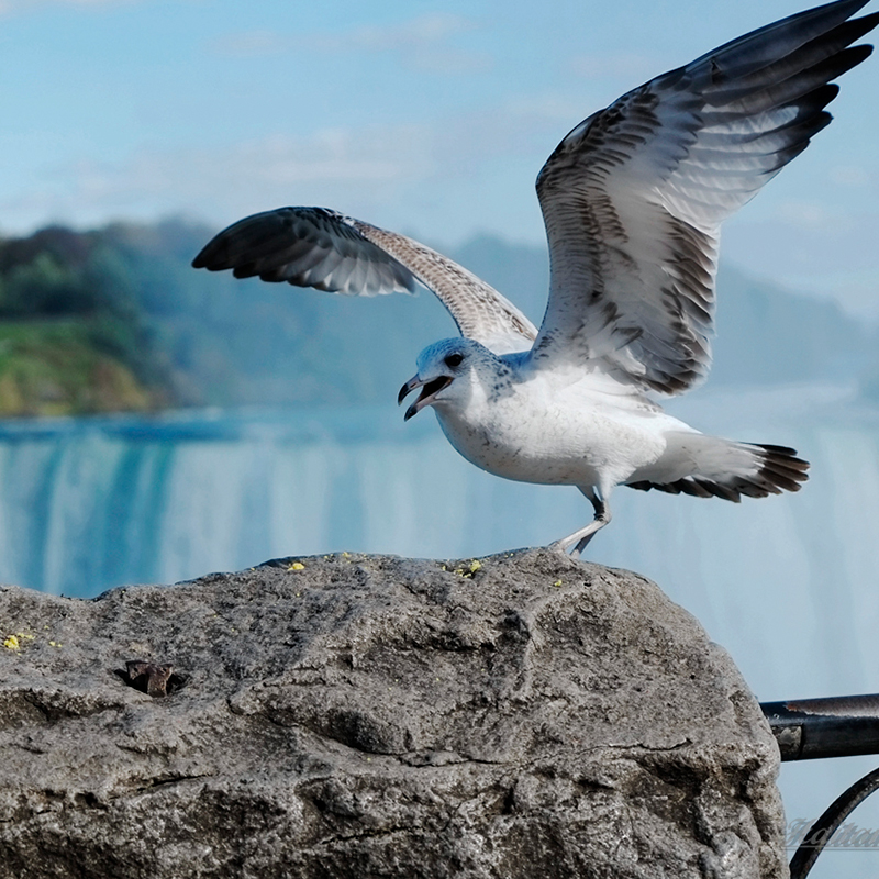 加拿大多伦多尼亚加拉大瀑布+尼亚加拉湖滨小镇一日游【包车中文