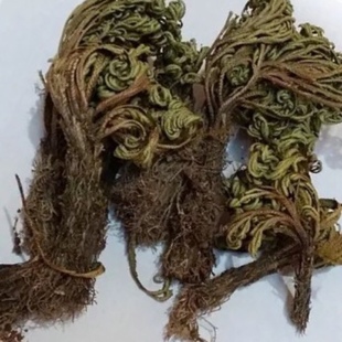 九死还魂草 回阳草 不死草 卷柏叶 长生不死草 万年松 回生草500g