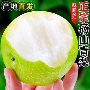 sj正宗砀山皇冠青梨爆甜脆梨子水果梨新鲜薄皮酥梨应季农场直发