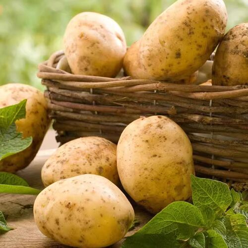 2025年贵州高山新鲜黄心沙地马铃薯现挖洋芋土豆自种3/5/9/10斤