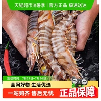 首鮮道特大竹節(jié)蝦斑節(jié)蝦海鮮水產(chǎn)