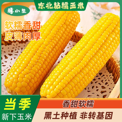 东北黄糯玉米棒真空装新货黄苞米现摘新鲜甜玉米粒粘粗粮代餐直发
