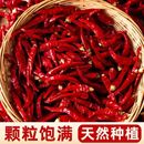新干辣椒特辣特香自然风干小米香辣朝天椒超辣颗粒饱满辣椒