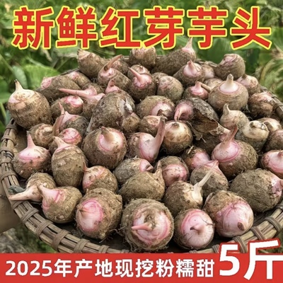 广西红芽芋新鲜现挖红芽芋红嘴小毛芋头粉糯软粘芋艿香芋牛奶