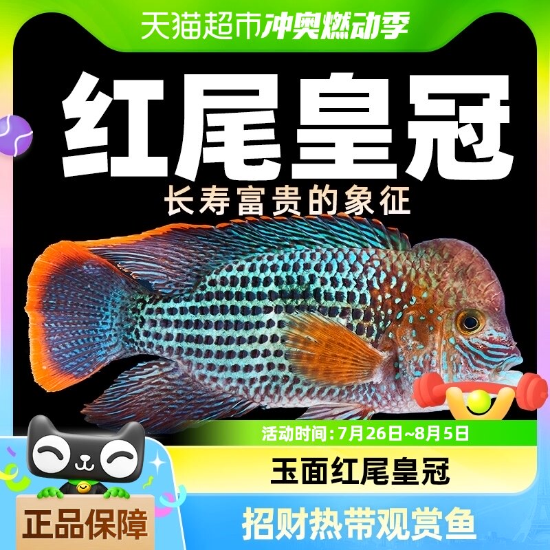 鱼缸红尾皇冠鱼活体玉面皇冠鱼起头活鱼蓝面财神中大型热带观赏鱼
