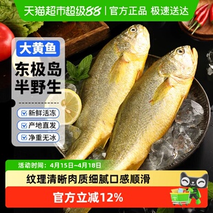 赫敏舟山东极岛半野生大黄鱼新鲜冷冻生态海鲜水产