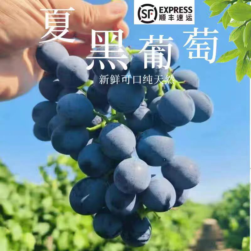顺丰包邮新鲜无籽夏黑葡萄新鲜黑加仑现摘当季水果非巨峰葡萄
