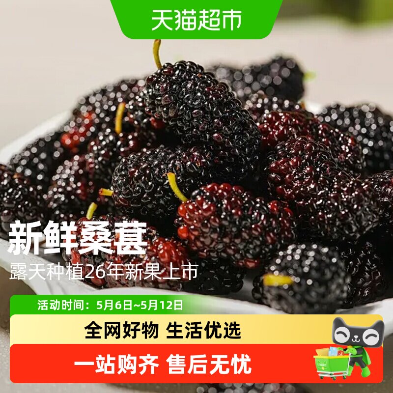 顺丰上门四川新鲜黑桑葚水果大凉山桑椹现摘即食应季泡酒长条超大