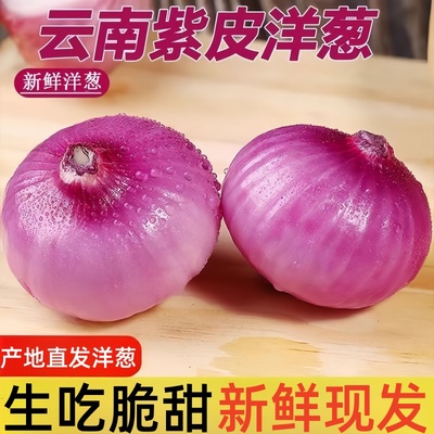 云南紫皮洋葱甜味生吃紫皮圆葱头蔬菜新鲜蔬菜农家自种洋葱零添加