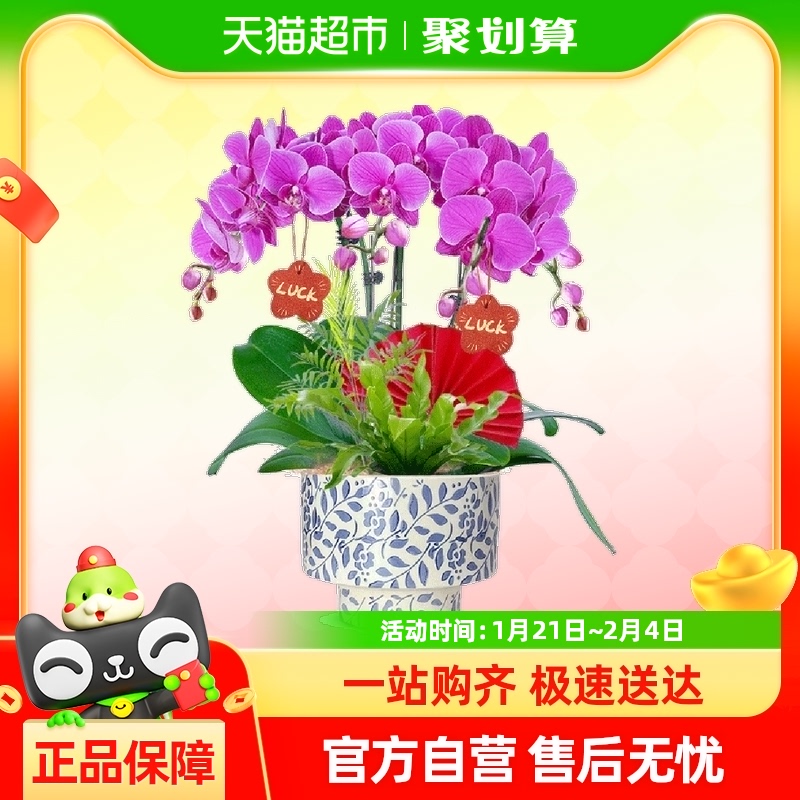 Իֲڿֲļ54.34Ԫ(88VIP 95)