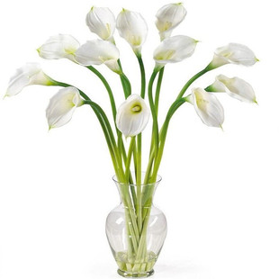 白色马蹄莲花苗盆栽四季花卉绿植室内阳台种植马蹄莲种苗纯白色花