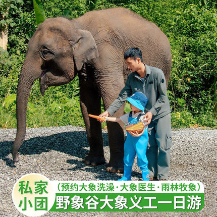 赠公益证书西双版纳野象谷公益一日游预约牧象大象洗澡大象医生