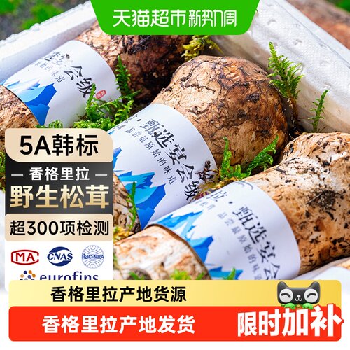 云南香格里拉野生松茸新鲜现货