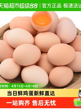 晨诚鲜鸡蛋正宗农家散养柴鸡蛋自养笨鸡蛋45g*50枚新鲜谷物鸡蛋