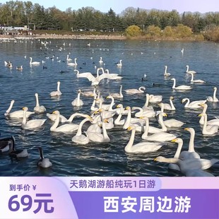 【团建/亲子/家庭出游】每周467发团【潼关古城天鹅湖纯玩1日游】