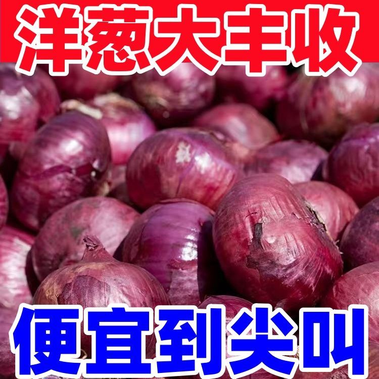 夏季超值现挖紫皮中小洋葱生吃脆甜