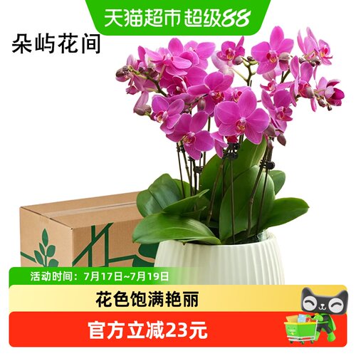 朵屿花间蝴蝶兰年宵爆款懒人省心