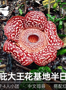 懒猫旅行 马来西亚沙巴大王花基地保护区半日kawa红树林一日游