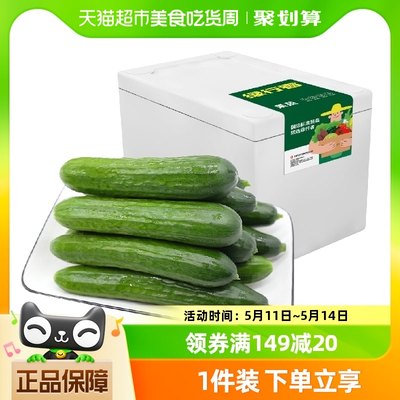 绿行者水果黄瓜2.5kg×1箱