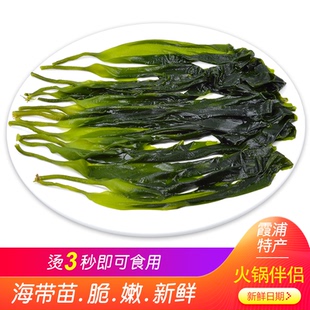 海带苗嫩苗特级新鲜1斤装 小海凉拌菜三秒火锅食材商用裙带菜即食