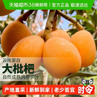 柠满园正宗云南蒙自大枇杷大果鲜果新鲜水果琵琶大五星产地直供