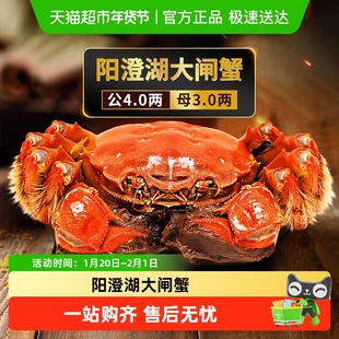 湖东蟹阳澄湖大闸蟹特大鲜活螃蟹公4.0母3.0两*8只装现货海鲜礼盒