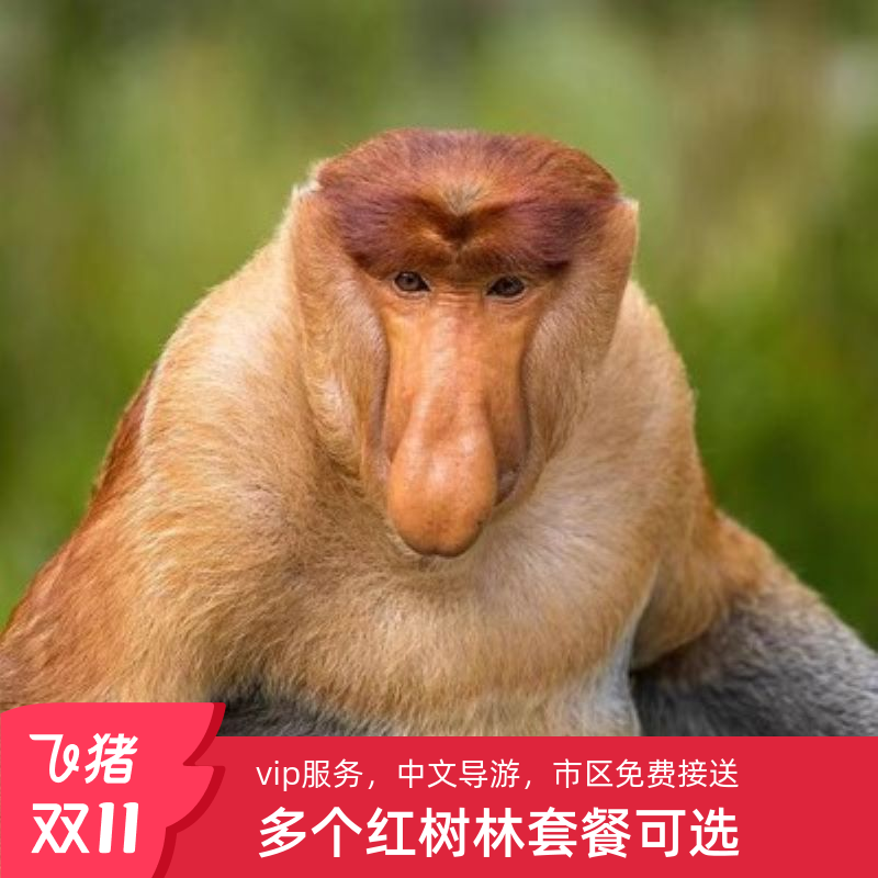 初海马来西亚沙巴红树林一日游kawa萤火虫weston美人鱼岛亚庇旅游