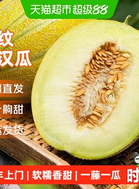 京运达新疆老汉瓜当季新鲜