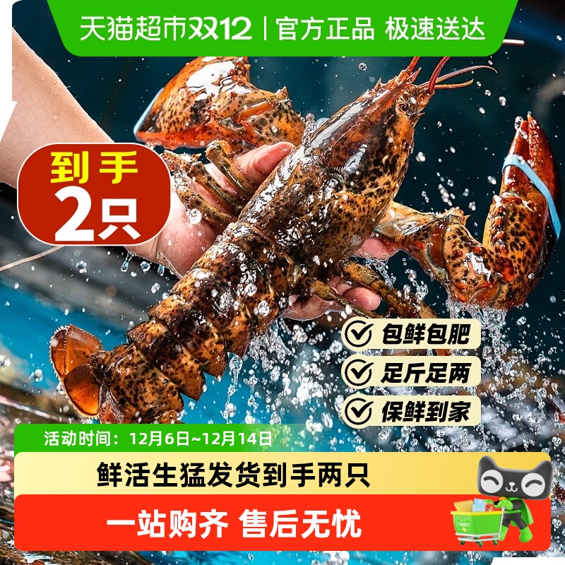 保活到家超大波士顿龙虾