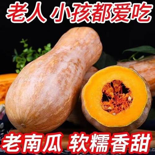 蜜本老南瓜密本甜糯南瓜当季新鲜老南瓜