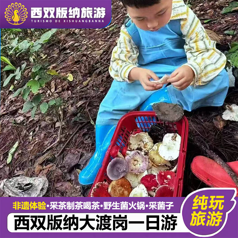 西双版纳大渡岗采茶制茶采菌子一境内跟团游