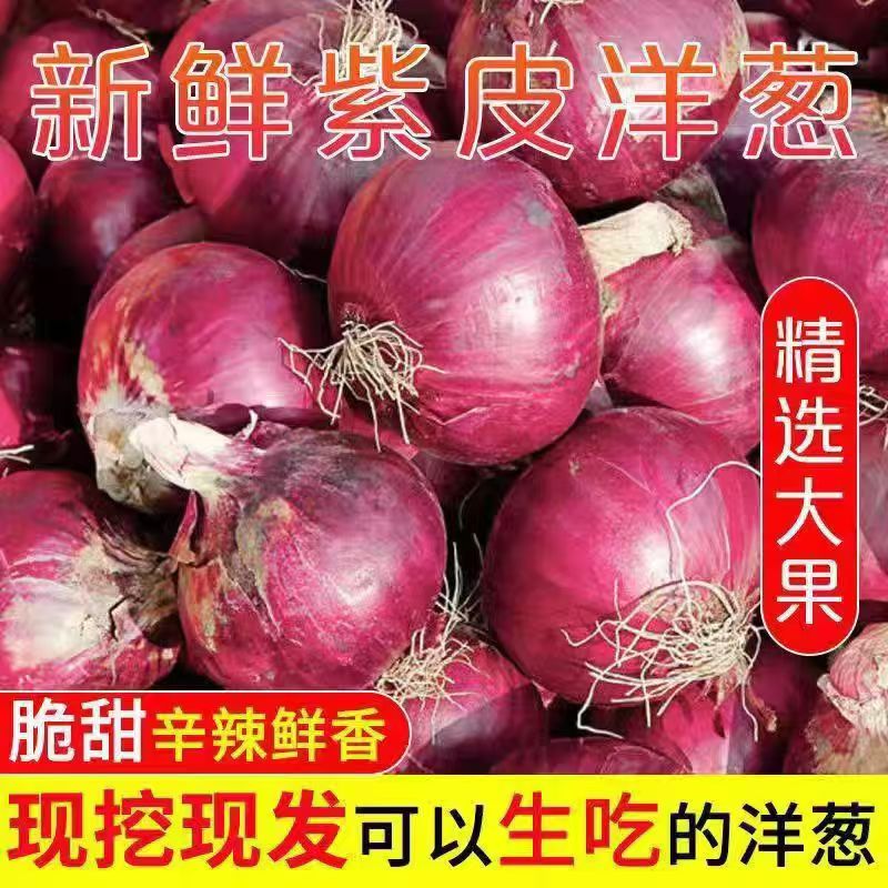 云南当季紫皮红洋葱新鲜现挖深紫色生吃水果洋葱9斤批发大果蔬菜