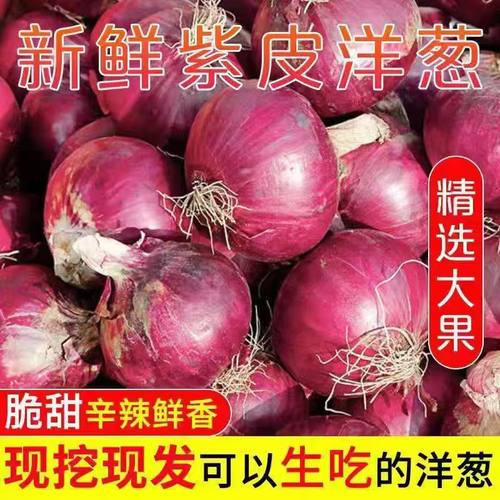 云南当季紫皮红洋葱新鲜现挖深紫色生吃水果洋葱9斤批发大果蔬菜