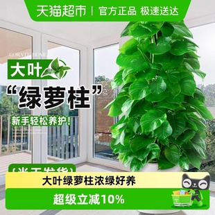大叶绿萝柱盆栽客厅大型绿植办公室内除甲醛净化空气 发货