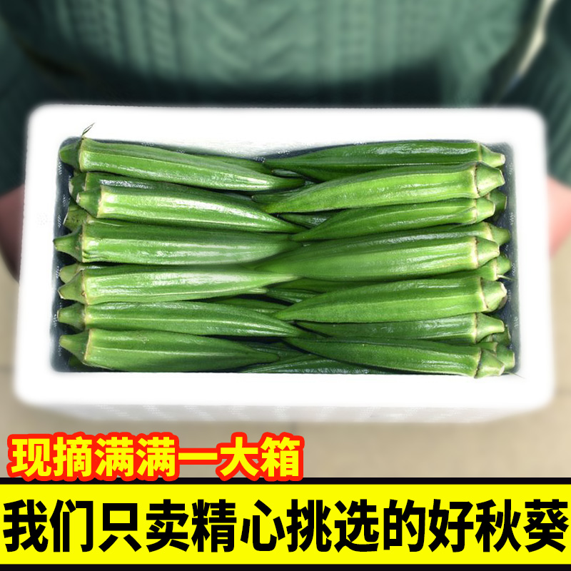 新鲜秋葵水果秋葵羊角豆1-5斤泡沫箱加冰 黄秋葵新鲜蔬菜基地直发