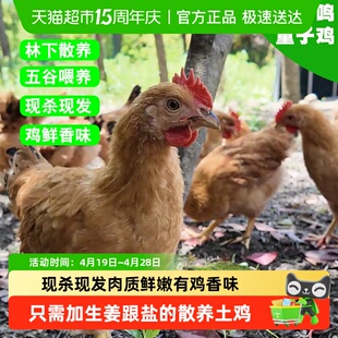 好拾味苏北林下散养90-120天童子鸡未打鸣小公鸡现杀现发走地鸡