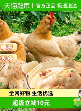 大用三黄鸡农家散养新鲜清真正宗走地鸡土鸡