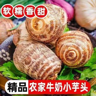 20克 山东新鲜当季 牛奶小芋头新鲜毛芋头芋艿2025当季