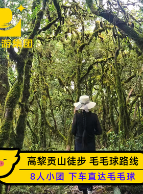 腾冲高黎贡山毛毛球徒步：3/6/9km环线+8人团+市区接送+含进山费