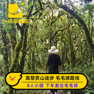 腾冲高黎贡山毛毛球徒步:3/6/9km环线+8人团+市区接送+含进山费