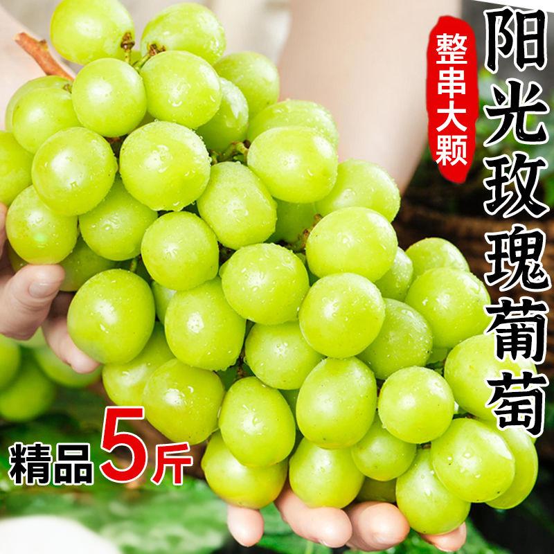 阳光玫瑰葡萄爆甜晴王无籽葡萄香印提子青提新鲜水果云南冷链直发