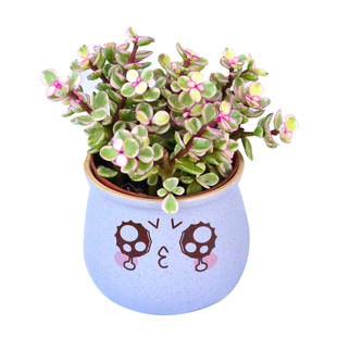 雅乐之舞老桩多肉植物金枝玉叶整盆绿植花卉四季开花盆栽室内植物