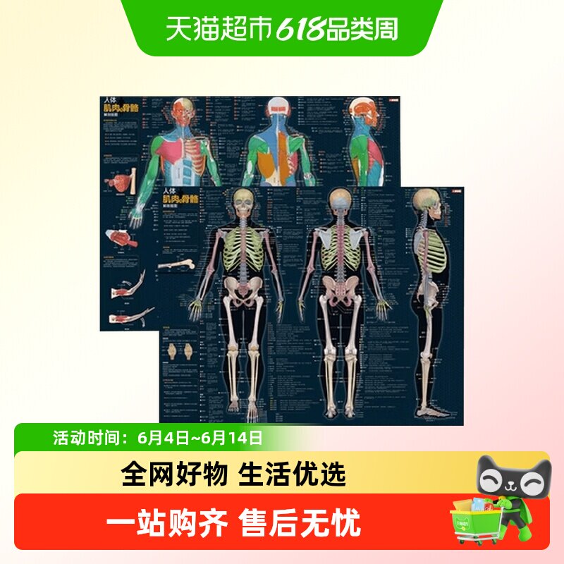 人体肌肉与骨骼解剖挂图