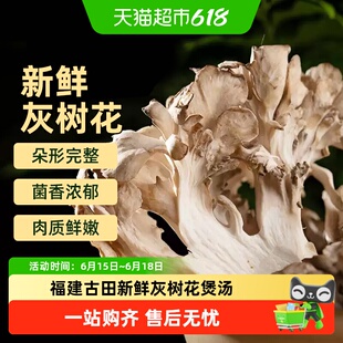 福建古田新鲜灰树花煲汤火锅炒菜食用菌提鲜食材非干货