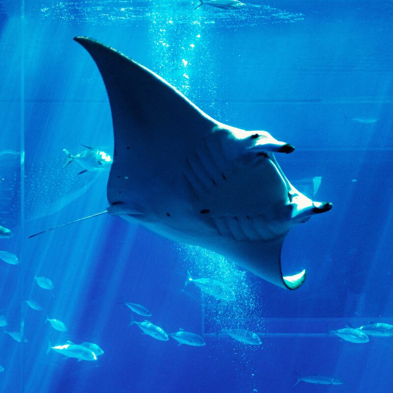 [Sea Life COEX水族馆-大门票][COEX水族馆-大门票]韩国首尔首尔COEX水族馆